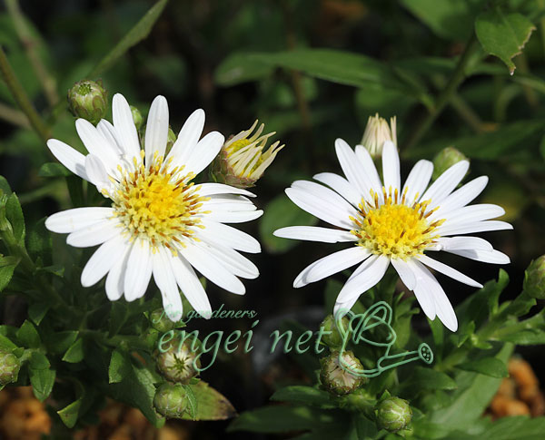 キク:白花ヒメノコンギク(姫野紺菊)初雪 2.5号ポット