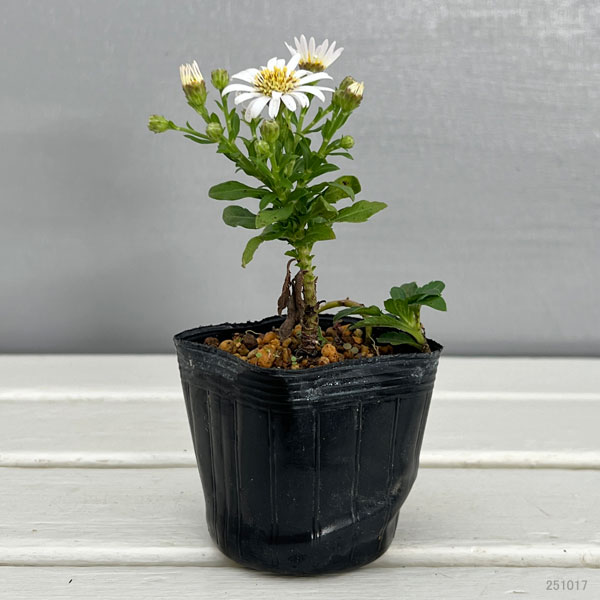 キク:白花ヒメノコンギク(姫野紺菊)初雪 2.5号ポット
