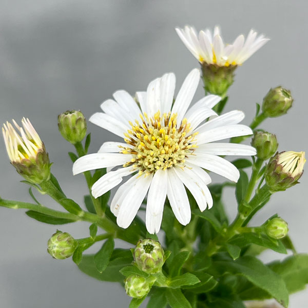 キク:白花ヒメノコンギク(姫野紺菊)初雪 2.5号ポット