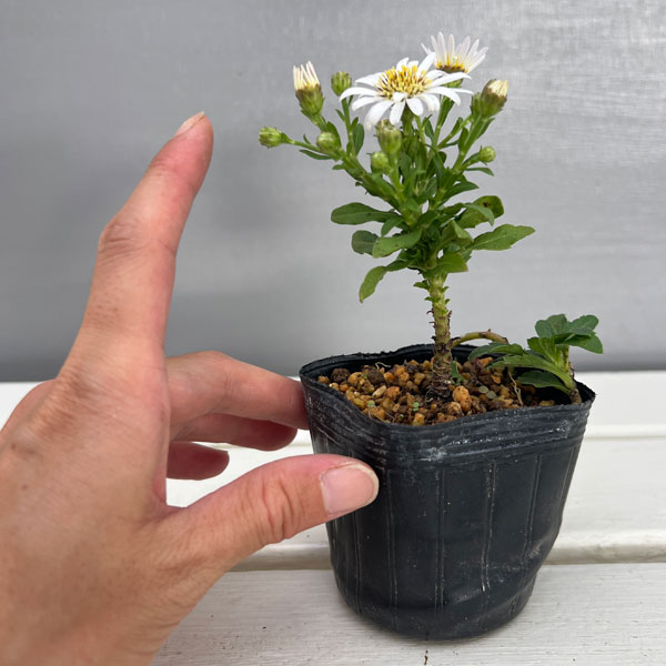キク:白花ヒメノコンギク(姫野紺菊)初雪 2.5号ポット