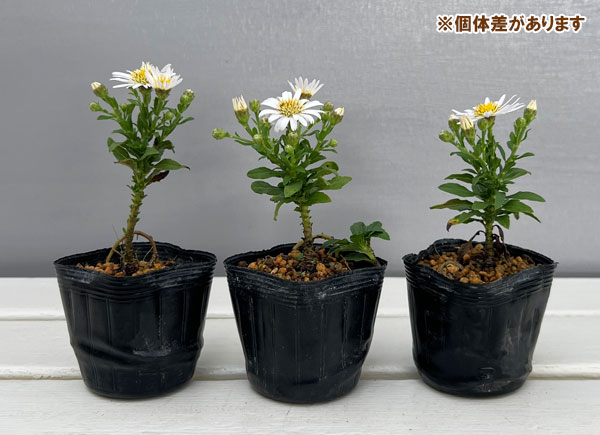 キク:白花ヒメノコンギク(姫野紺菊)初雪 2.5号ポット