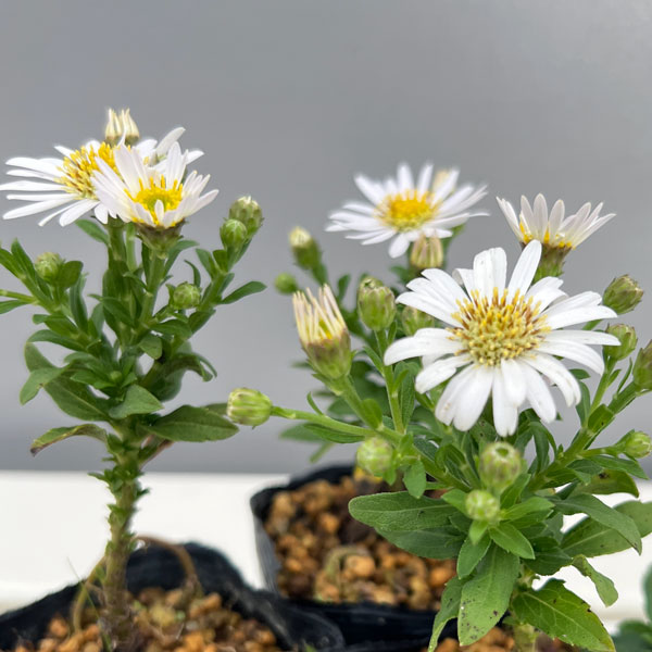 キク:白花ヒメノコンギク(姫野紺菊)初雪 2.5号ポット