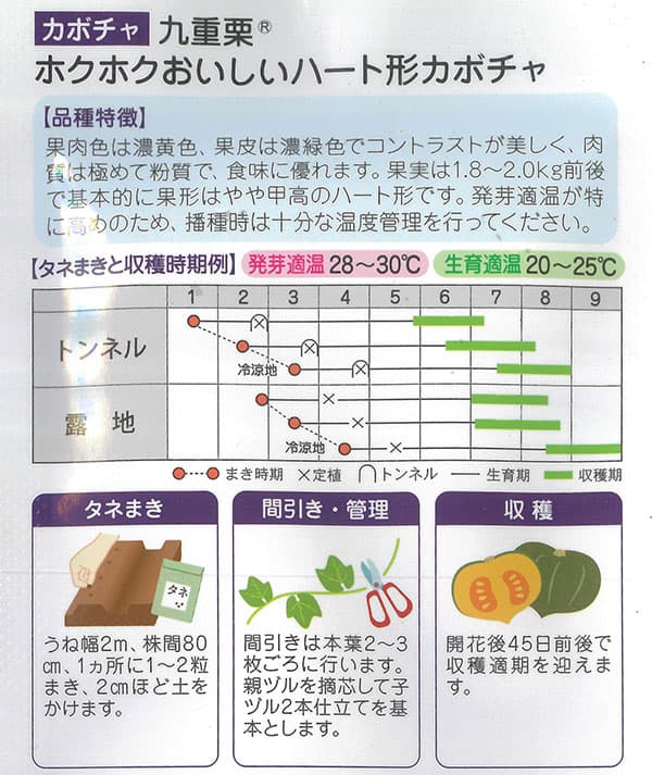 カボチャ：ホクホクおいしい 九重栗 [野菜タネ]*