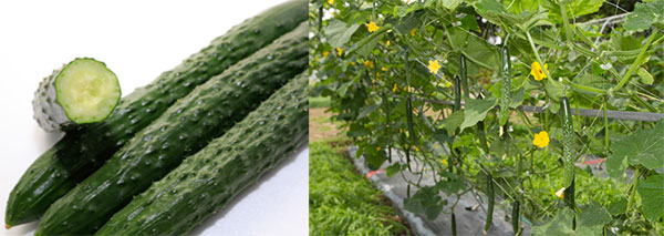 キュウリ：うどんこ病に強い 四葉キュウリ PR四川 [野菜タネ]*