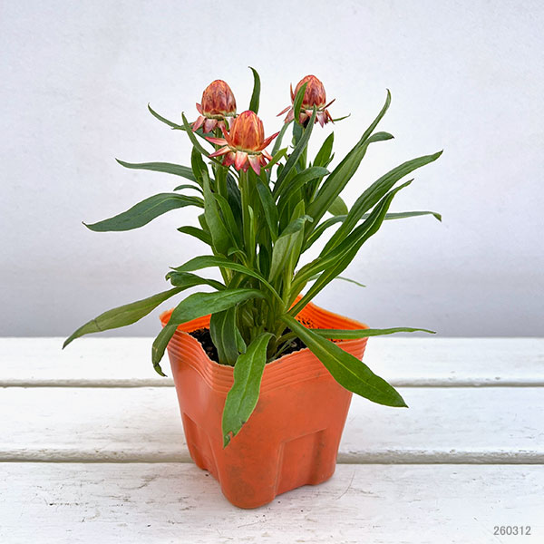 ヘリクリサム：パステルNEO　オレンジ3.5号ポット