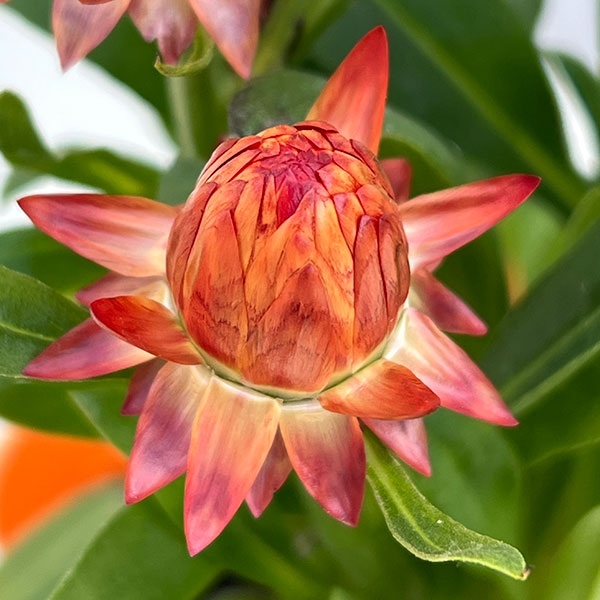 ヘリクリサム：パステルNEO　オレンジ3.5号ポット