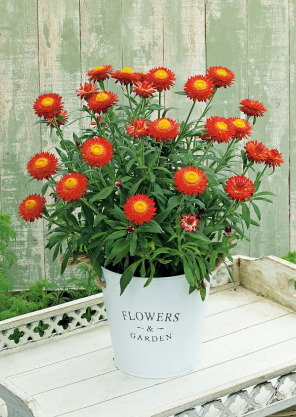 [26年3月中下旬予約]ヘリクリサム：パステルNEO　ファイア3.5号ポット