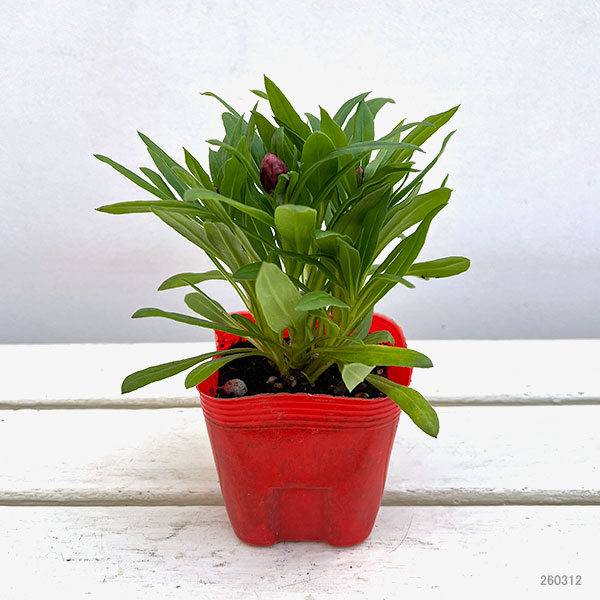 ヘリクリサム：パステルNEO　ファイア3.5号ポット