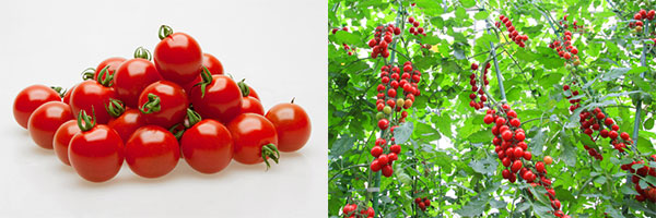 ミニトマト：甘い宝石 プレミアムルビー[野菜タネ]*