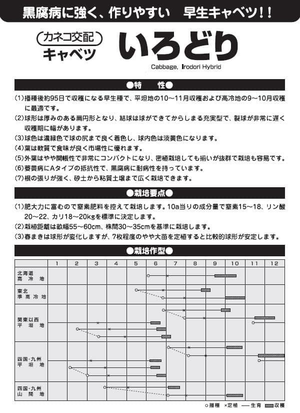 キャベツ：割れにくい やわうまキャベツ いろどり [春・夏まき 野菜タネ]*