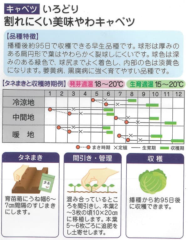キャベツ：割れにくい やわうまキャベツ いろどり [春・夏まき 野菜タネ]*