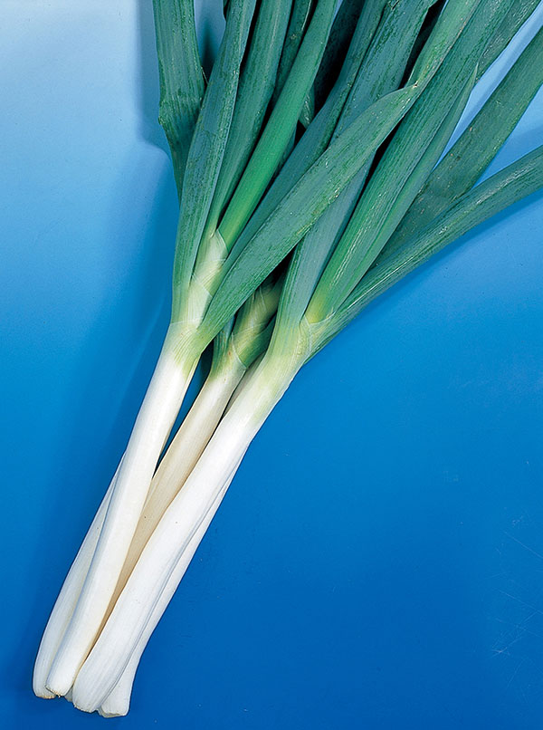 ネギ：やわらかおいしい 石倉ネギエース（いしくらねぎエース）[春・秋まき 野菜タネ]