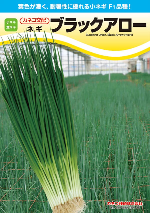 ネギ：暑さに強い シャキッと小ネギ ブラックアロー [春-秋まき 野菜タネ]*