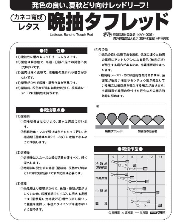 レタス：暑さに強い レッドリーフレタス 晩抽タフレッド[春・夏まき 野菜タネ PVP]*