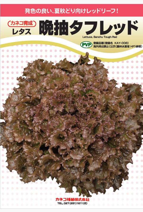 レタス：暑さに強い レッドリーフレタス 晩抽タフレッド[春・夏まき 野菜タネ PVP]*