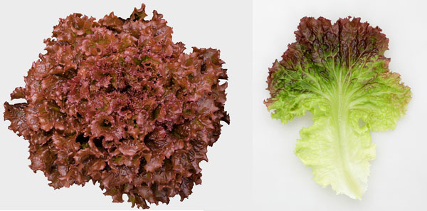 レタス：暑さに強い レッドリーフレタス 晩抽タフレッド[春・夏まき 野菜タネ PVP]*