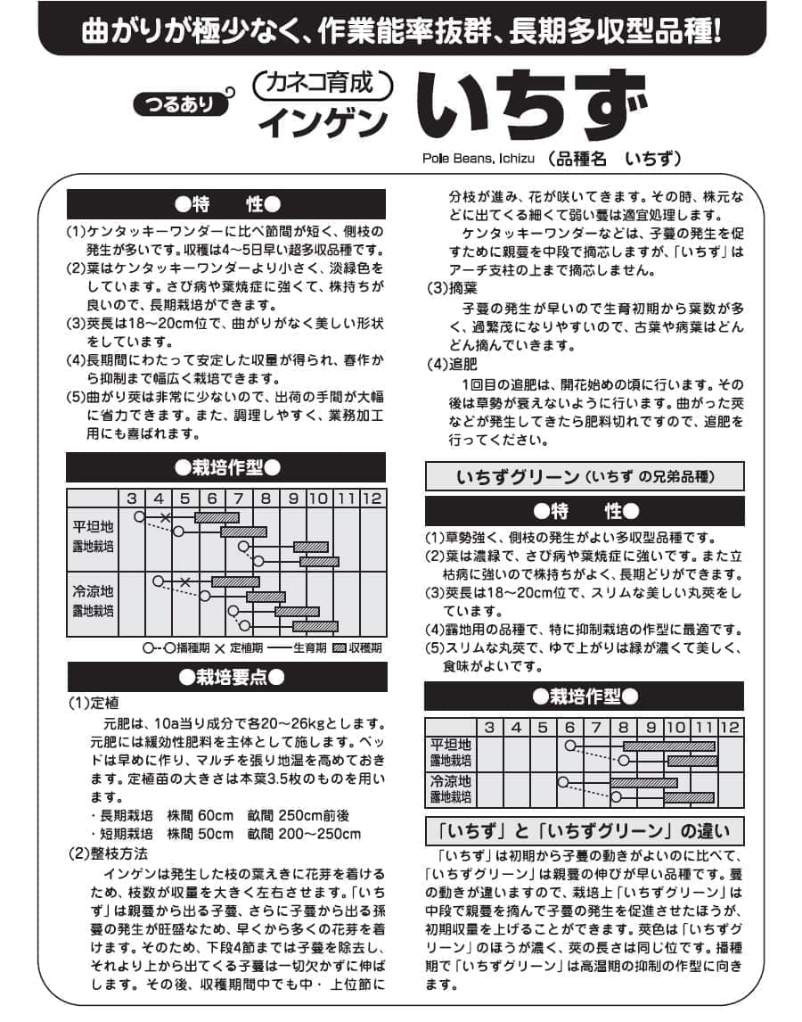 インゲン：長い間収穫できる つるありインゲン　いちず[春・夏まき 野菜タネ]*