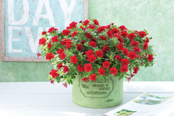 カリブラコア八重咲：ウノダブル レッド3号ポット