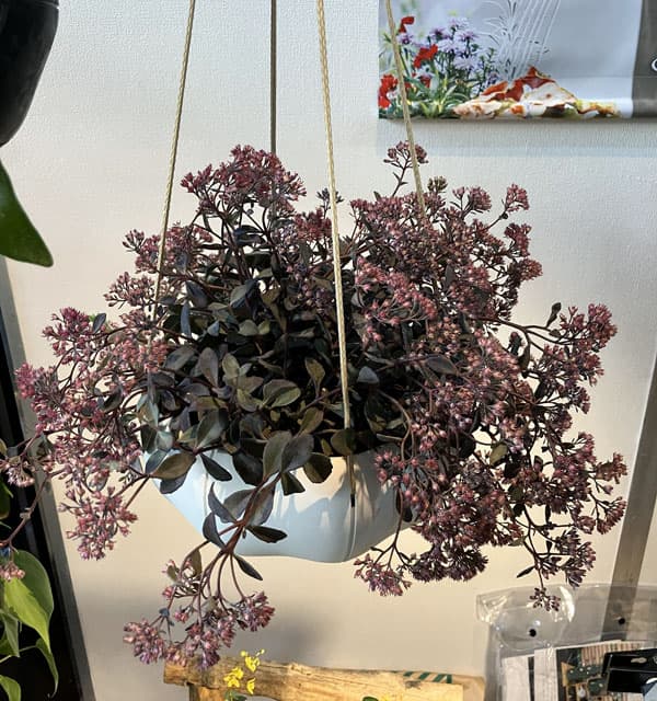 Sen シリーズ：ローリーポット 丸 Lサイズ（直径24.7cm）ホワイト