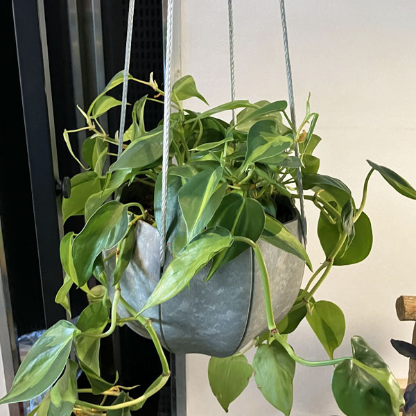 Sen シリーズ：ローリーポット 丸 Lサイズ（直径24.7cm）グレー