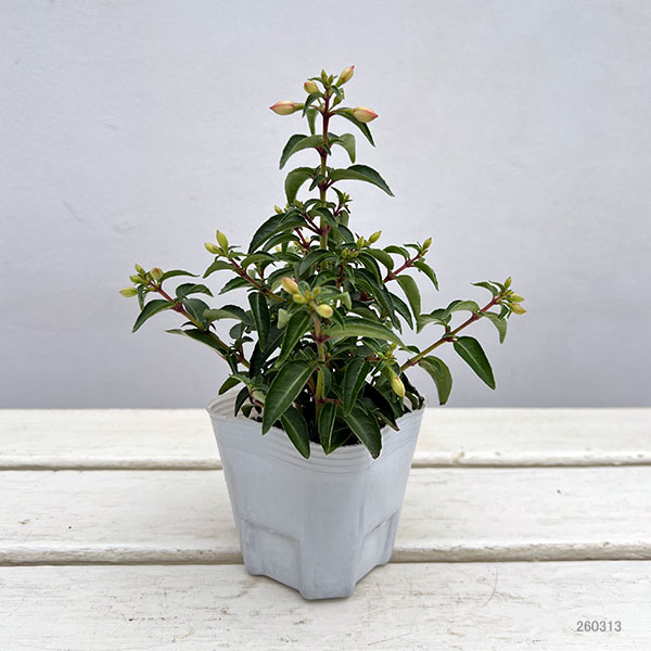 フクシア：プーニー　ミニピンク＆ホワイト3-3.5号ポット