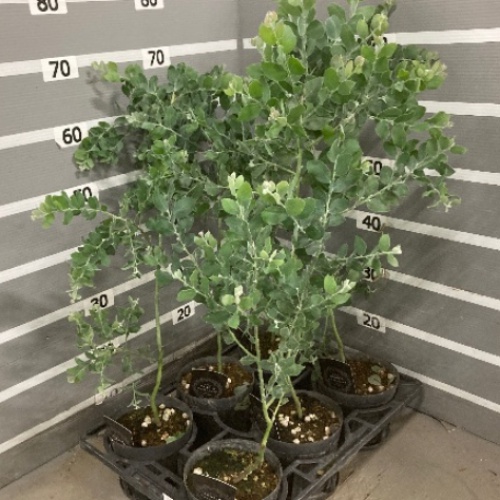 アカシア：パールアカシア（ポダリリーフォリア）5号ポット