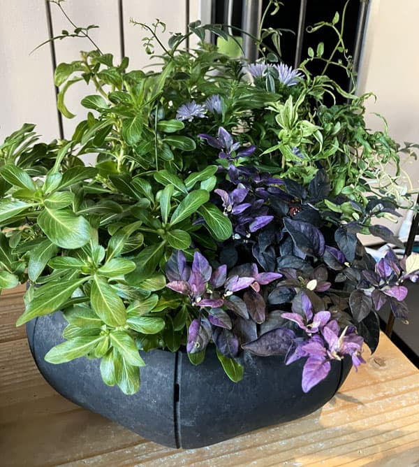 Sen シリーズ：ローリーポット 丸・浅型 Mサイズ（直径21.8cm）ブラック