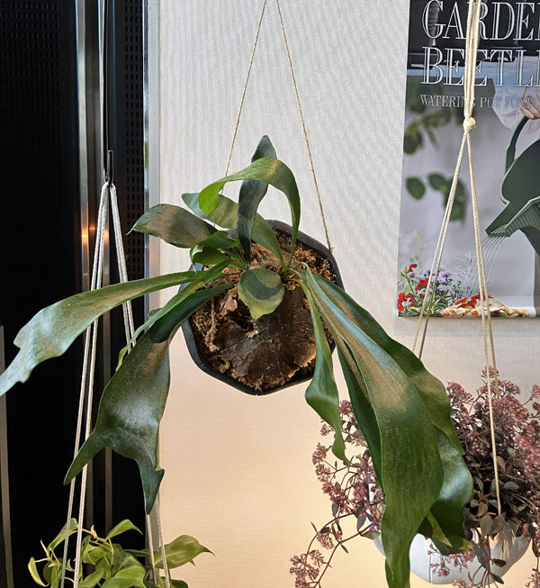 Sen シリーズ：ローリーポット 丸・浅型 Mサイズ（直径21.8cm）ブラック