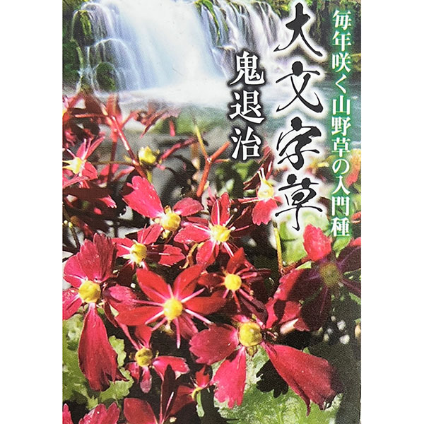 ダイモンジソウ(大文字草):鬼退治3号ポット