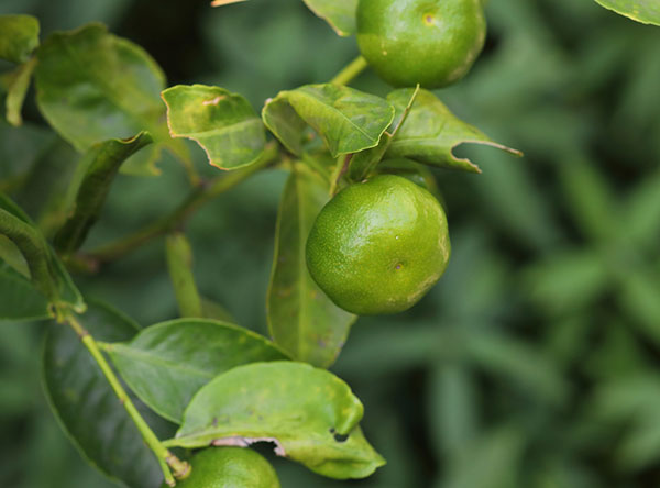 コブミカン(バイマックル)4号ポット