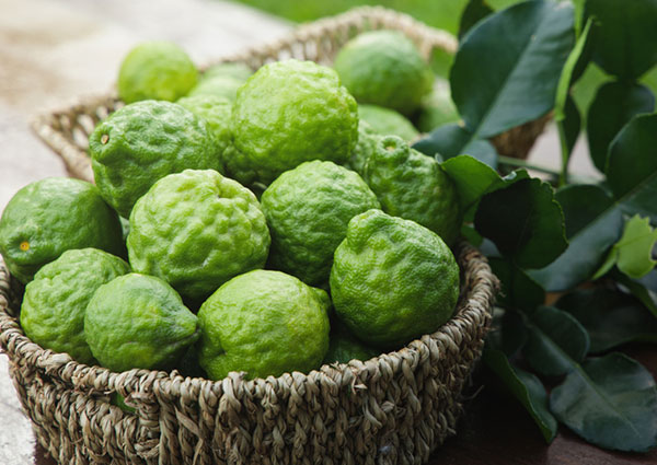 コブミカン(バイマックル)4号ポット