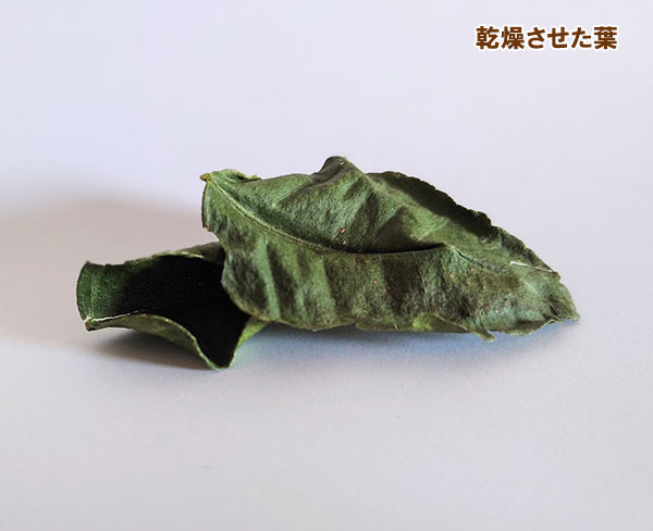 コブミカン(バイマックル)4号ポット