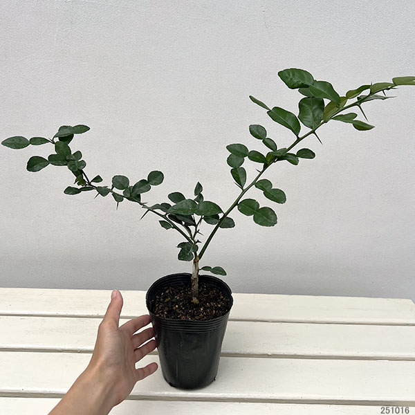 コブミカン(バイマックル)4号ポット