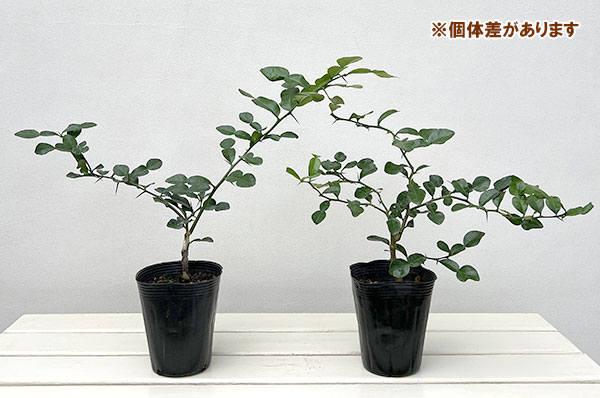 コブミカン(バイマックル)4号ポット