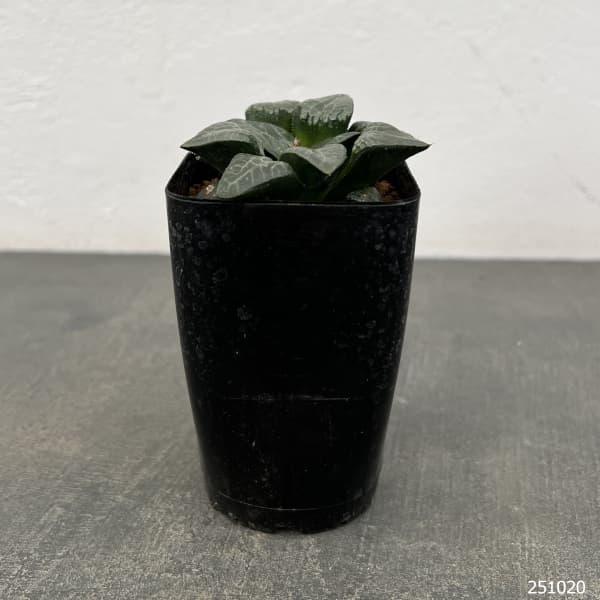 ハオルチア:コレクタ交配 氷河 2.5号鉢植え