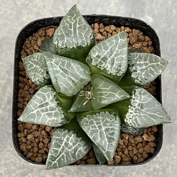 ハオルチア:コレクタ交配 氷河 2.5号鉢植え