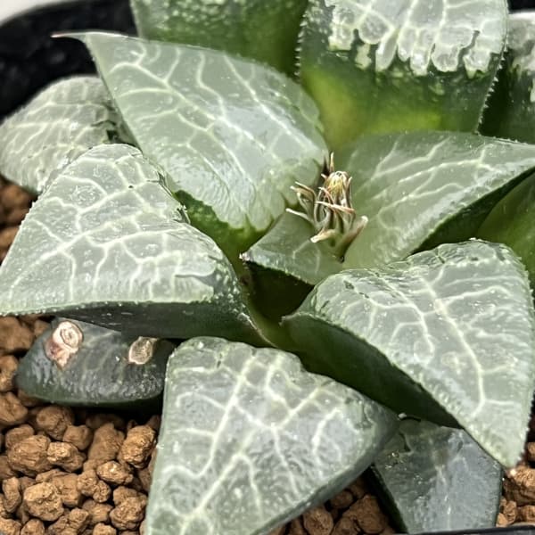 ハオルチア:コレクタ交配 氷河 2.5号鉢植え