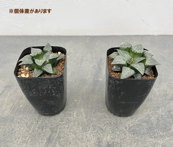 ハオルチア:コレクタ交配 氷河 2.5号鉢植え