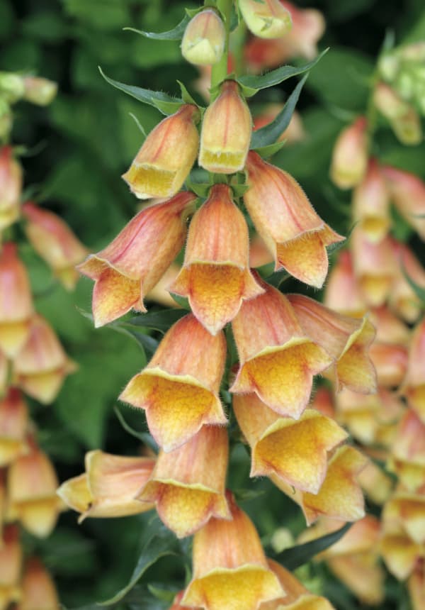 [26年4月上旬予約]ジギタリス：ゴールドクレスト3.5号ポット