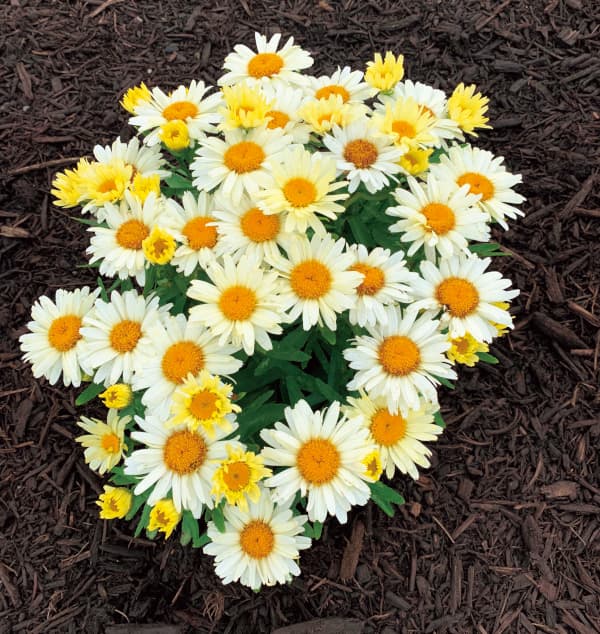 [26年4月上旬予約]シャスターデージー：サンシャインフリーク3.5号ポット