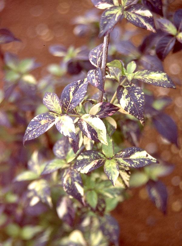 コガクウツギ：紺照（コンテリ）ウツギ3号ポット