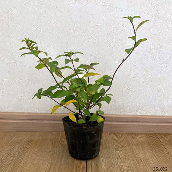 コガクウツギ：紺照（コンテリ）ウツギ3号ポット