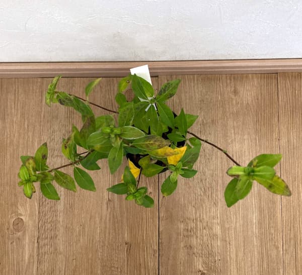 コガクウツギ：紺照（コンテリ）ウツギ3号ポット