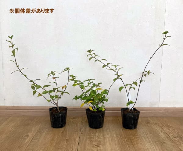 コガクウツギ：紺照（コンテリ）ウツギ3号ポット