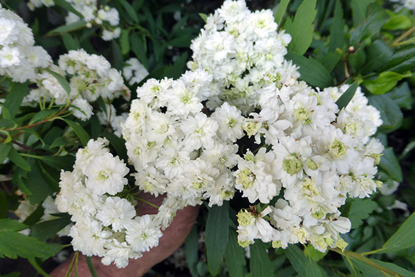 コデマリ：八重咲きこでまり3.5号ポット