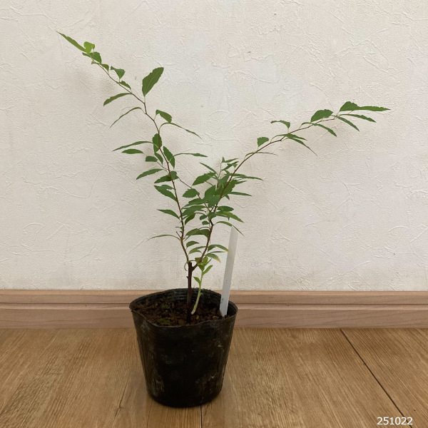 コデマリ：八重咲きこでまり3.5号ポット