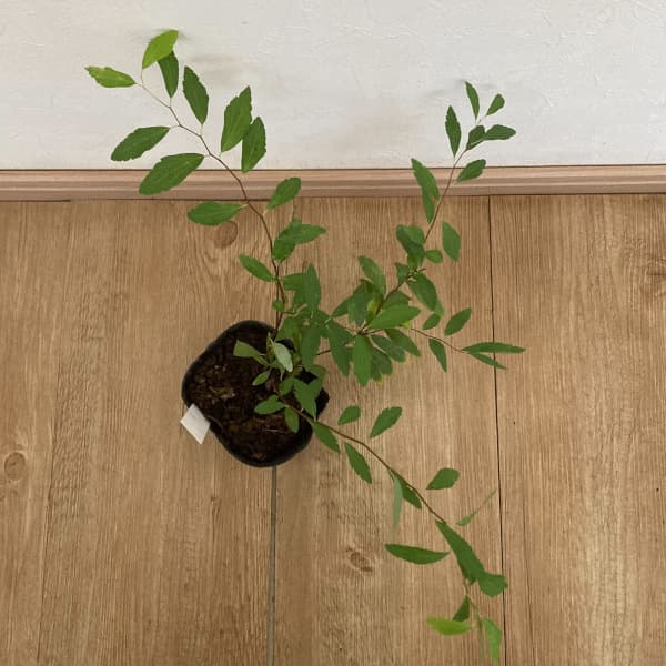 コデマリ：八重咲きこでまり3.5号ポット