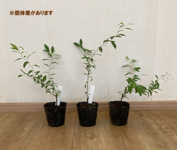 コデマリ：八重咲きこでまり3.5号ポット