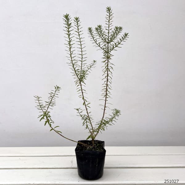 ウエストリンギア:緑葉白花3号ポット