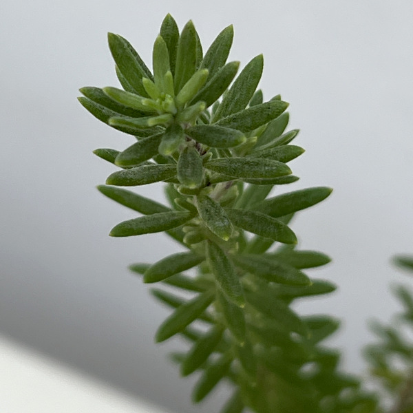 ウエストリンギア:緑葉白花3号ポット